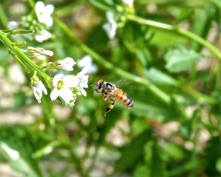 Abaco bees 9