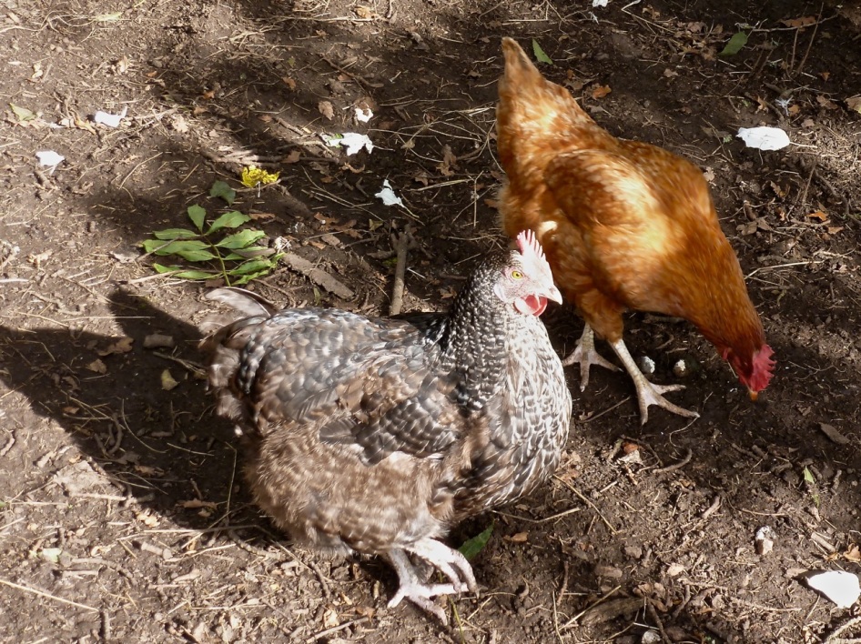 Hens in the Paddock 4