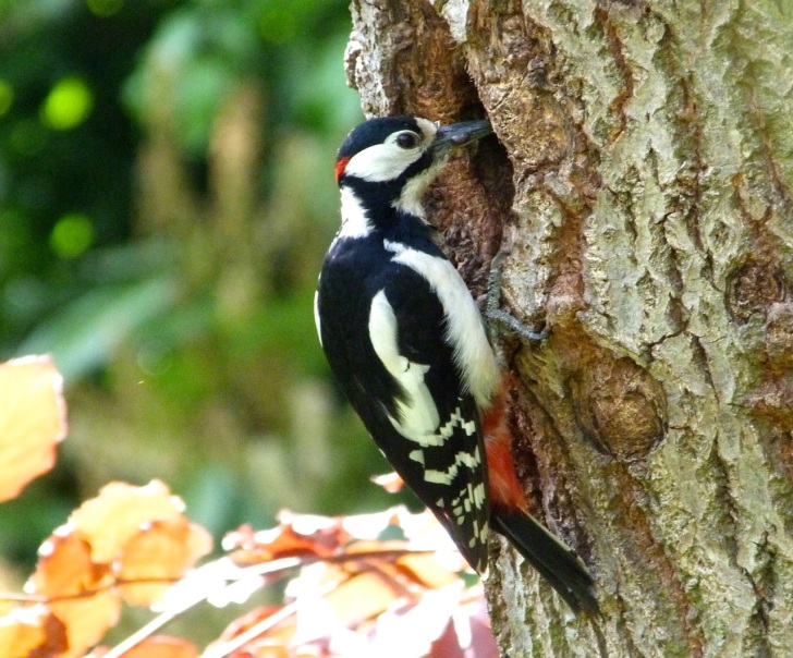 Woodpecker 5.13-1