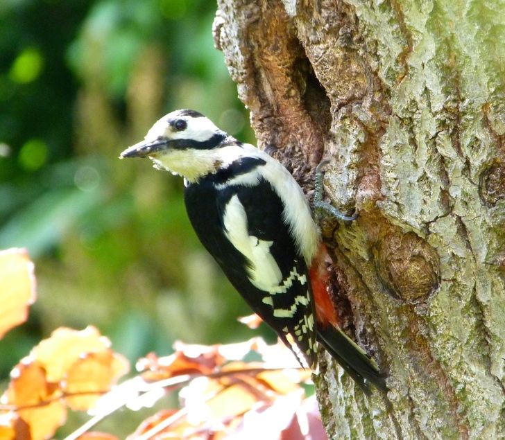 Woodpecker 5.13-3