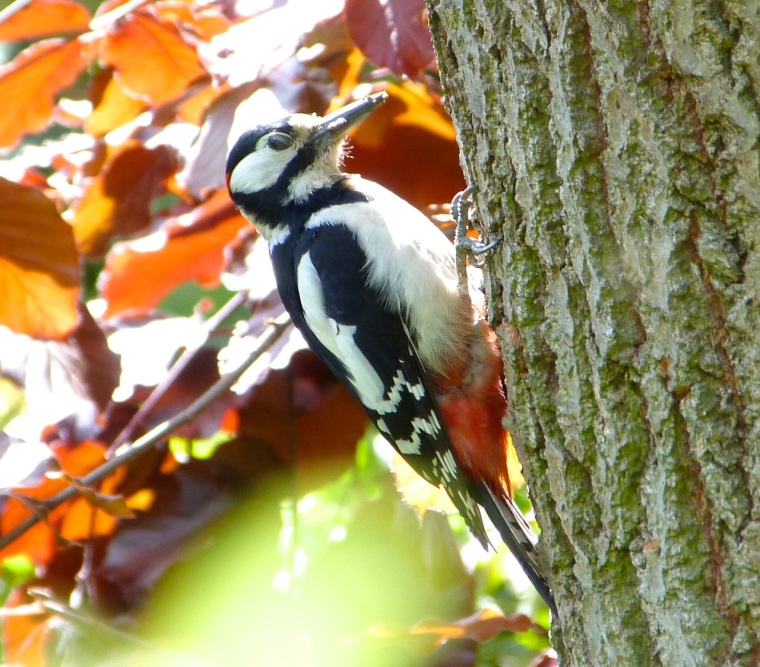 Woodpecker 5.13-9