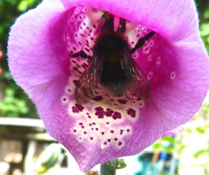 Bees June 14