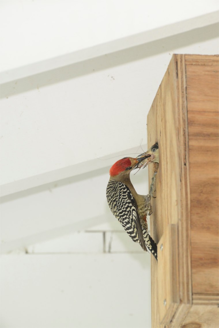 West Indian Woodpecker TS