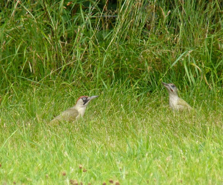 Green Woodpecker, Dorset 3