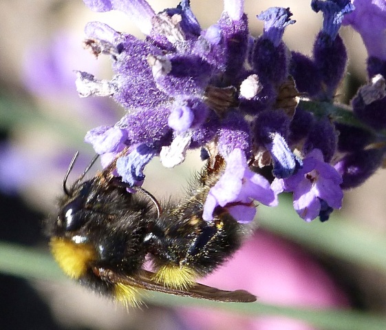 Bumble bee on lavender Dorset