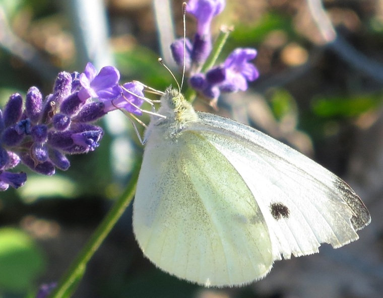 Cabbage White Butterfly on lavender