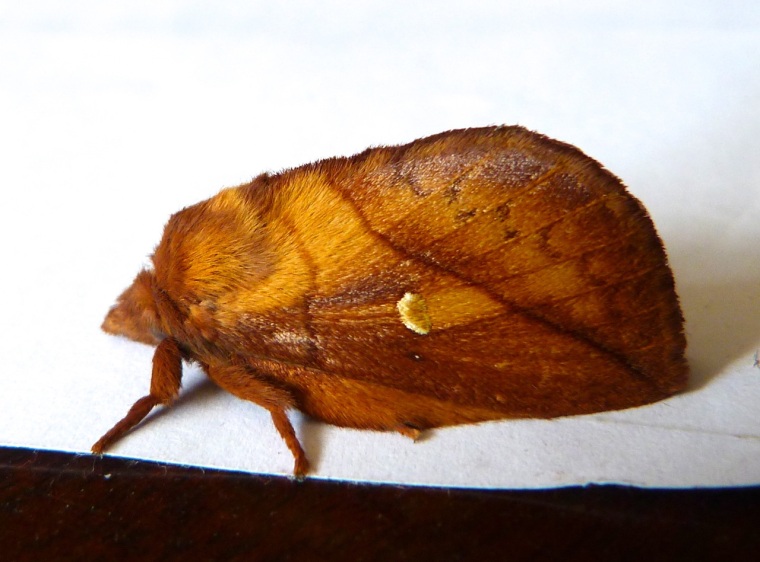 Drinker Moth Euthrix potatoria 1