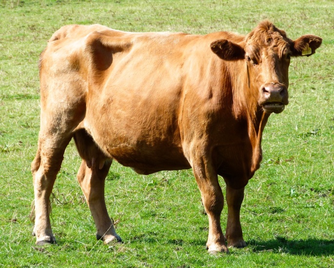 Cattle on Dartmoor 3