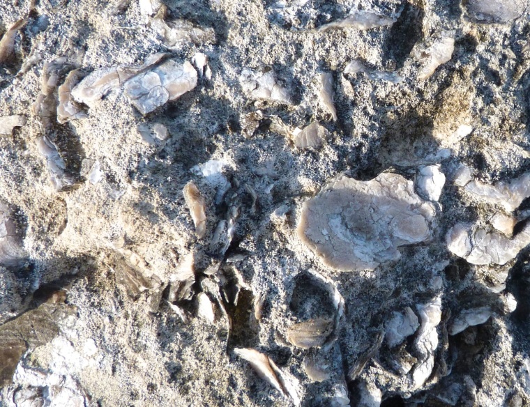 Portland Bill, Dorset - Rocks & Fossils 7