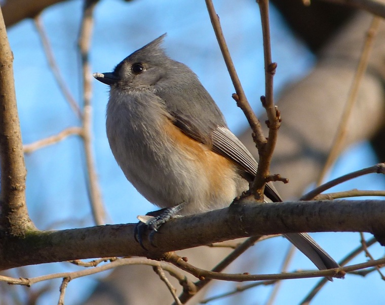Tufted Titmouse CP NYC 5