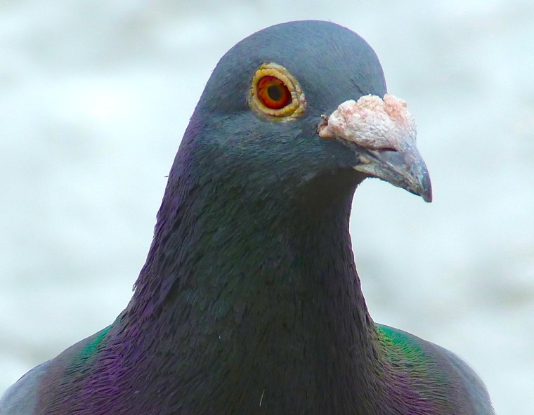 Homing Pigeon Dorset 7