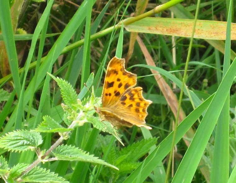 Comma Butterfly, River Frome, Dorset3