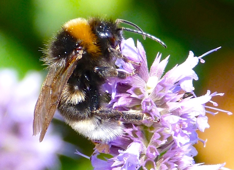 Summer Bees Dorset 2