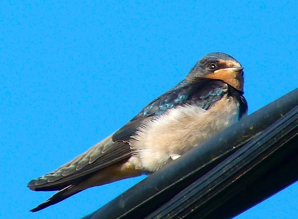 Swallow, Dorset 12