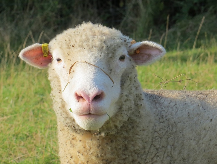 Dorset Sheep 3