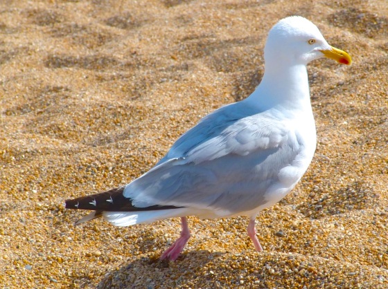 Gulls West Bay Beach 6