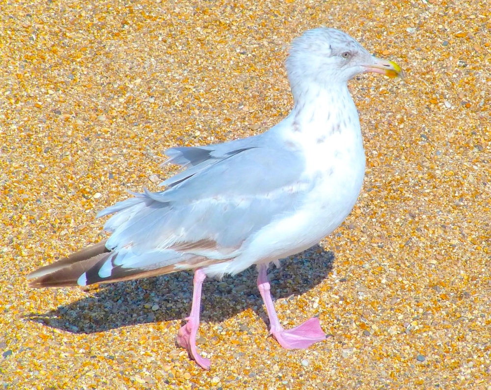 Gulls West Bay Beach 9