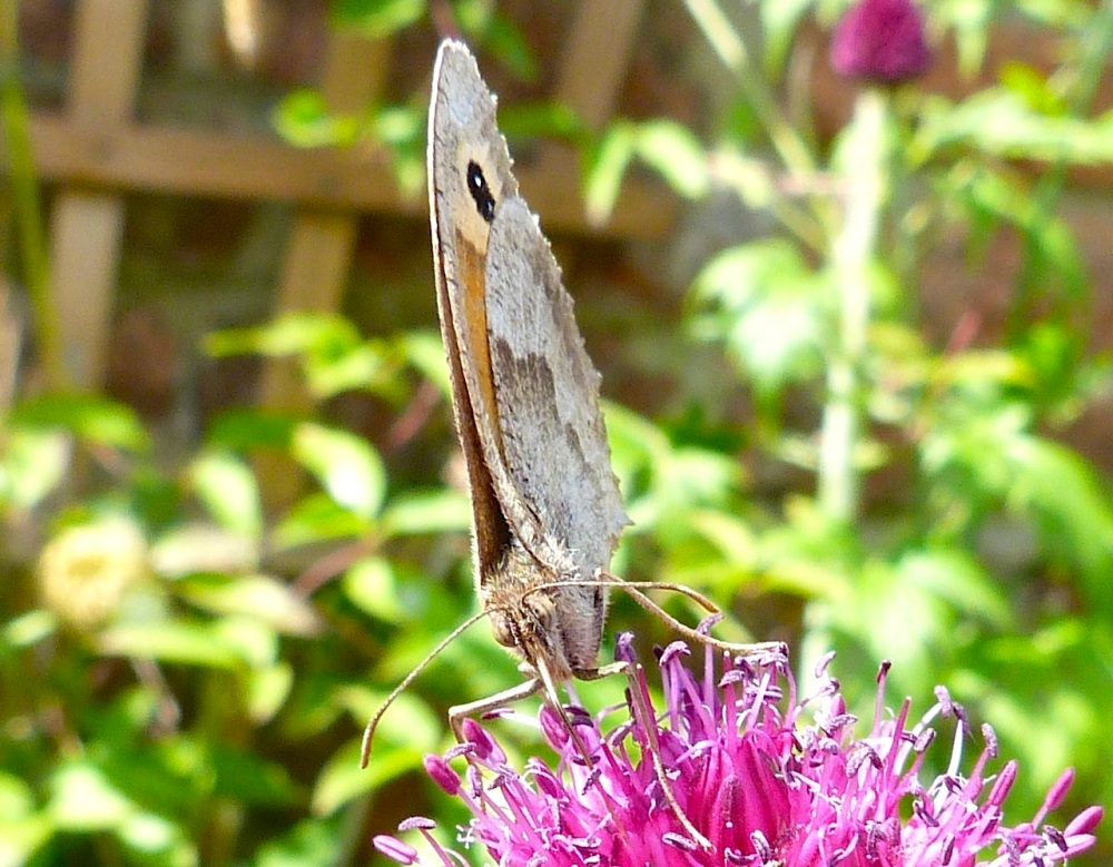 Meadow Brown Butterfly, Dorset 1