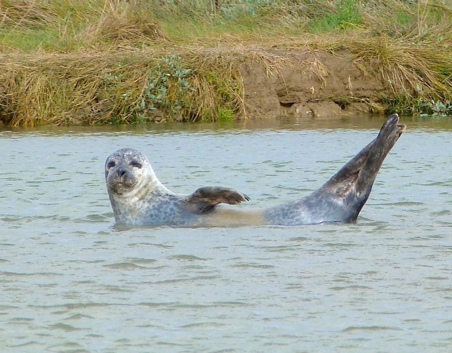 Common Seals, River Stour, Kent 12