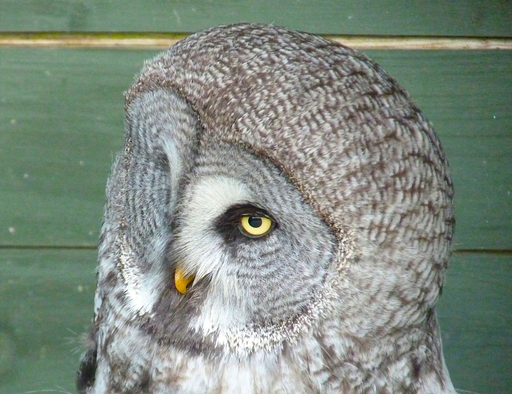 Great Grey Owl 6