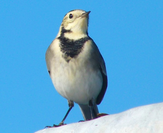 Pied Wagtail Dorset 3