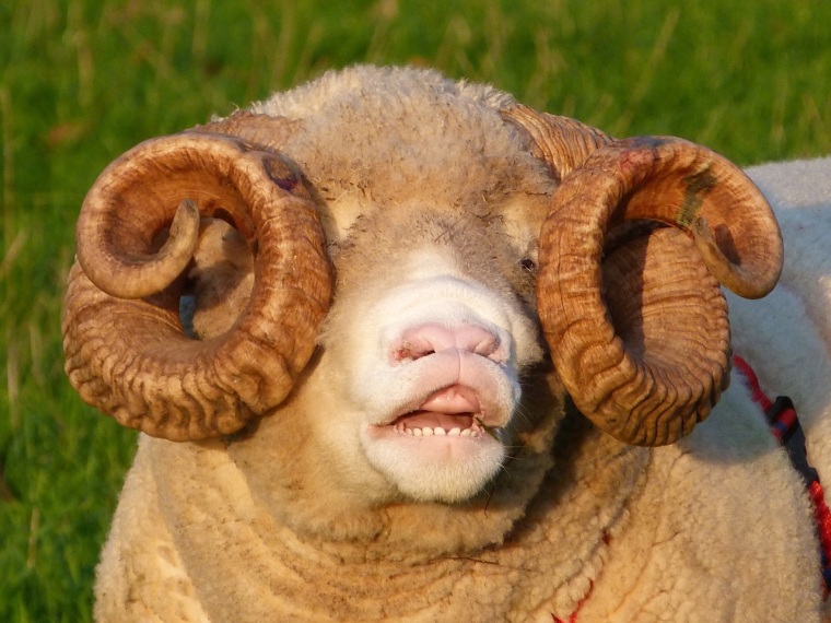 Totnell, Dorset - Ram - Flehmen response in Sheep