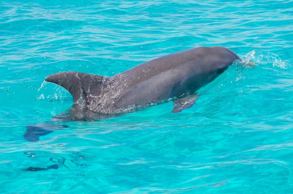 Bottlenose Dolphins, Rocky Point, Abaco (Keith Salvesen : BMMRO) 3