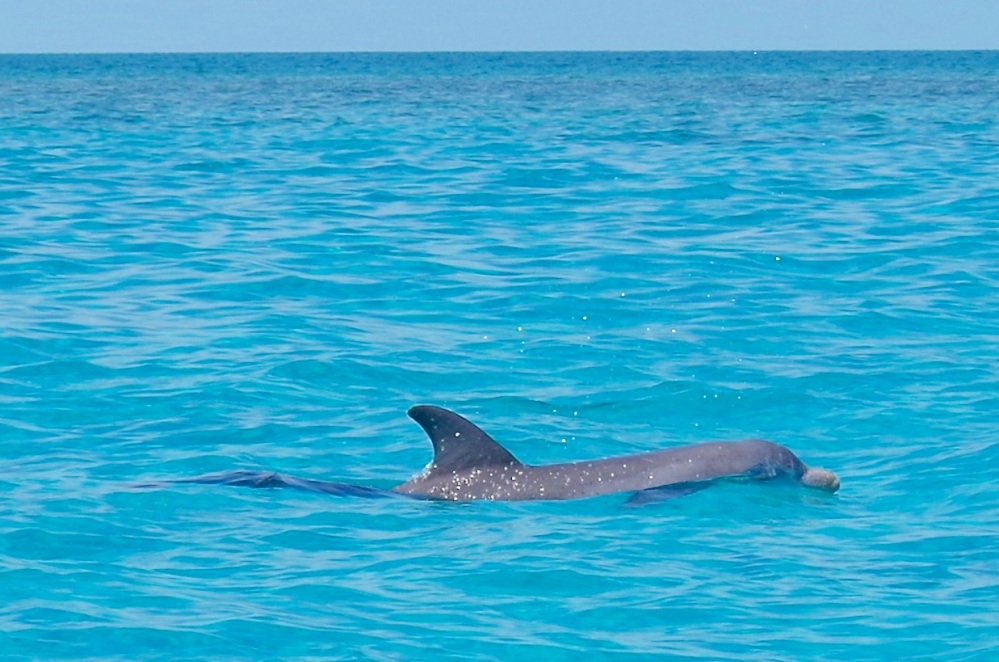 Bottlenose Dolphins, Rocky Point, Abaco (Keith Salvesen : BMMRO) 4