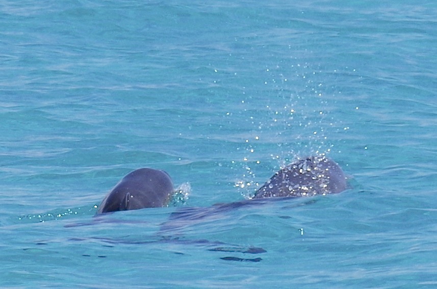 Dolphin Mother & Calf Abaco 6