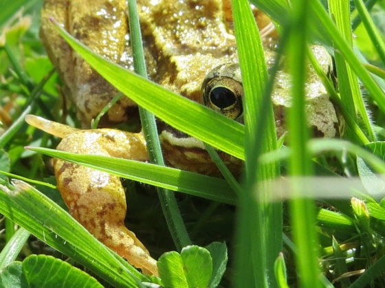Frog Totnell 2015 1