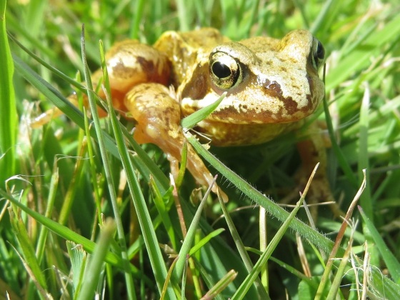 Frog Totnell 2015 7