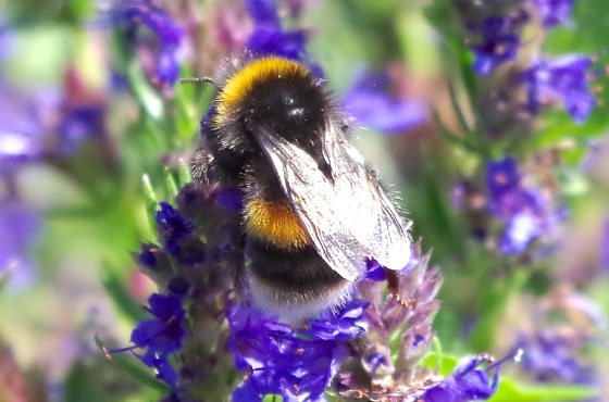 White-tailed Bumblebee (Bombus lucorum), Dorset