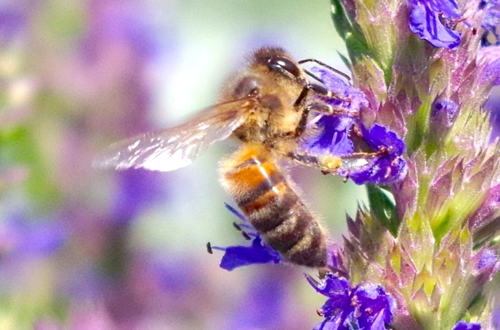 Dorset Honeybee on Hyssop