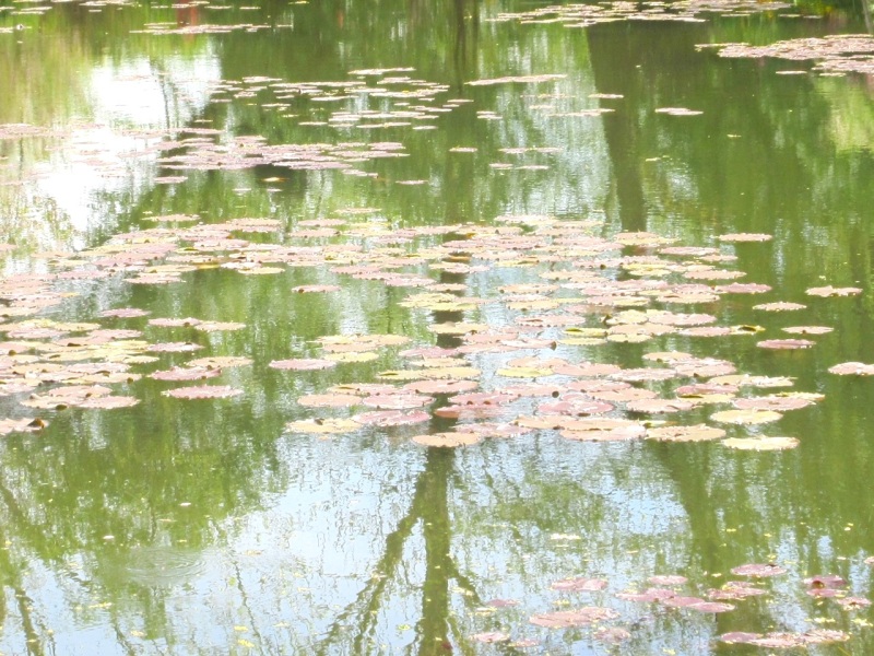 Impressions of Giverny - Lily Pond 14