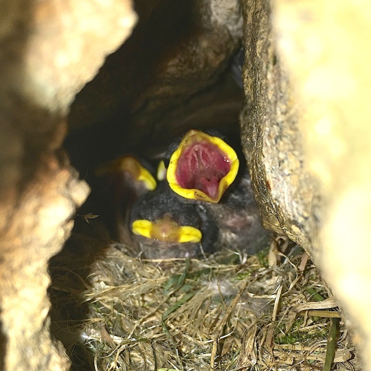 Sparrow Chicks, Dorset 02