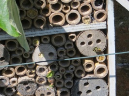 Bee box with leaf-cutter bees, Dorset