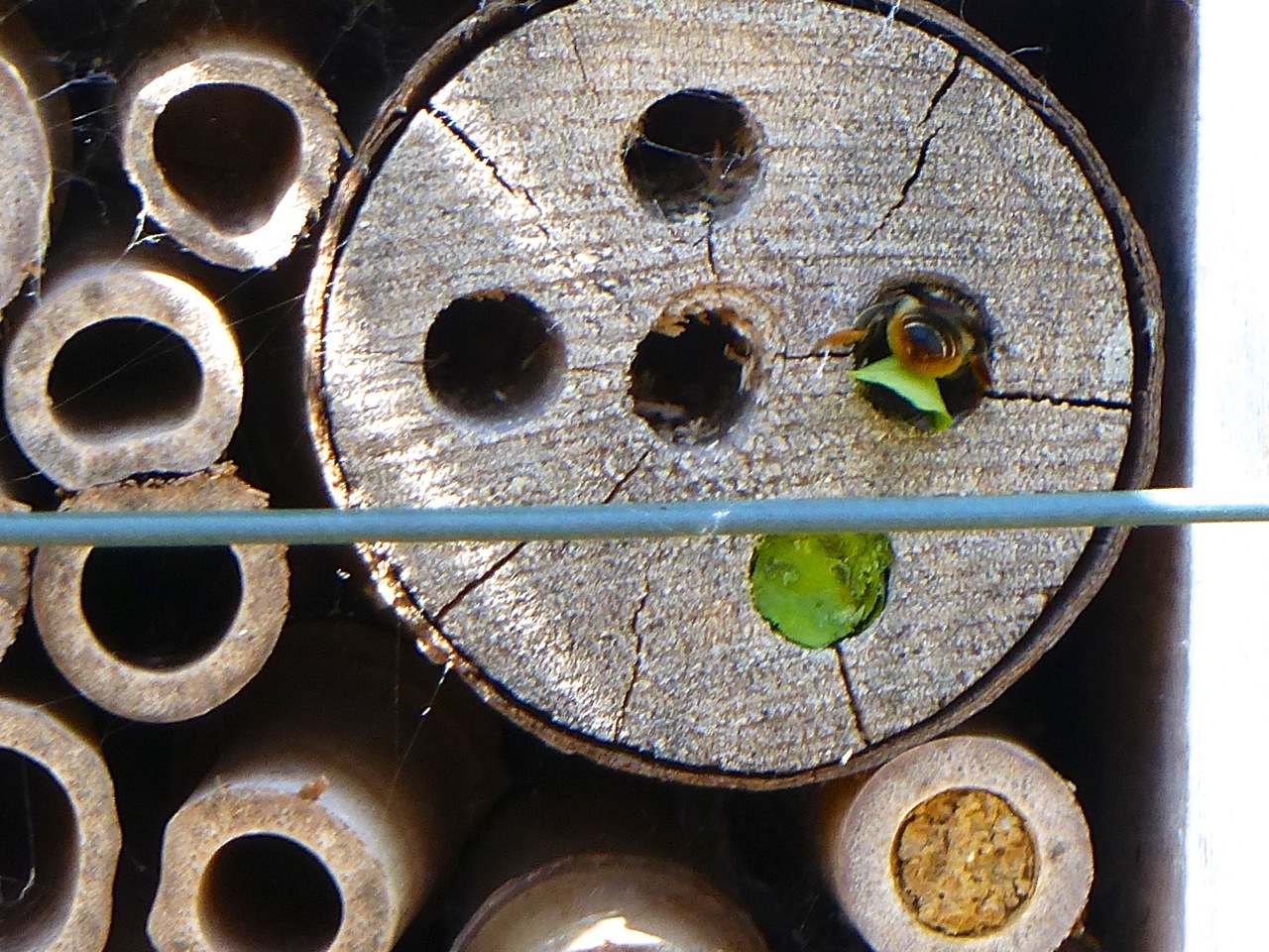 Bee box with leaf-cutter bees, Dorset