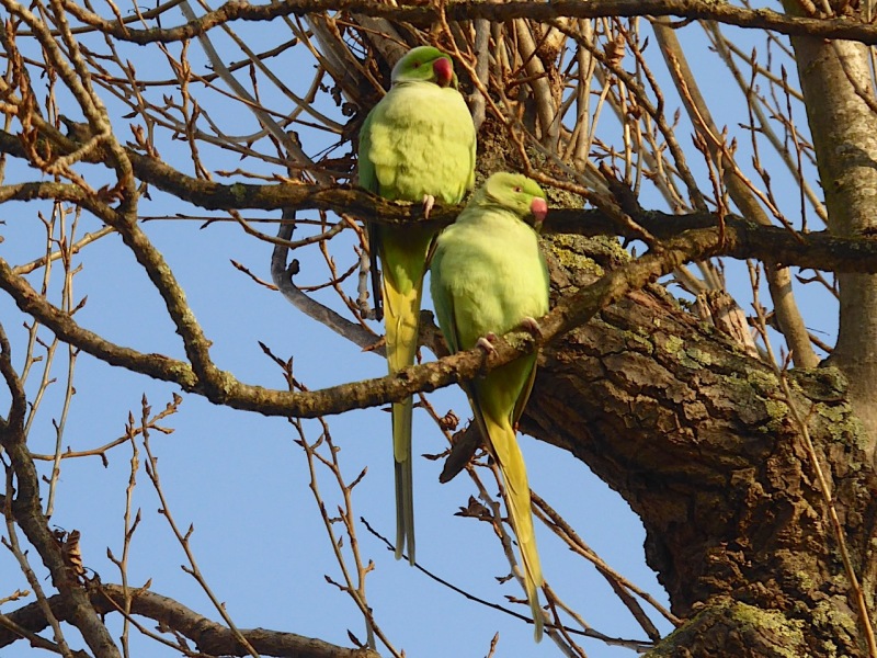 ring-necked-parakeet-west-london-keith-salvesen-5