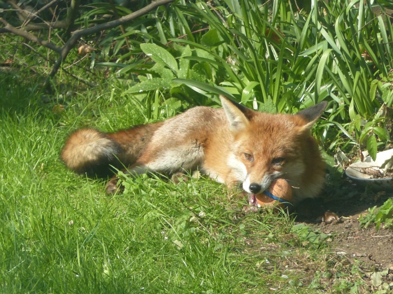 Dog Fox in the City: West London