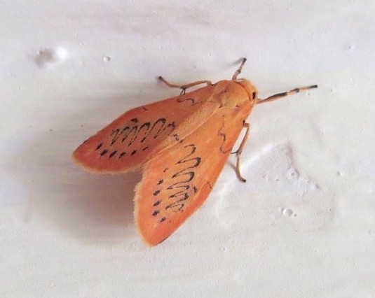 Rosy Footman Moth, Dorset (Keith Salvesen)