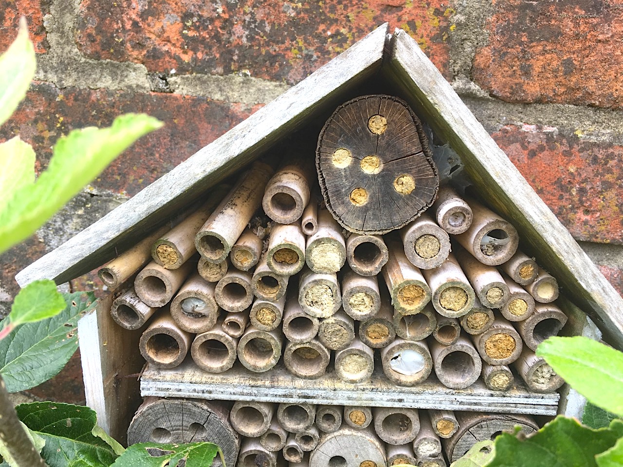 Bee House & denizens, Dorset