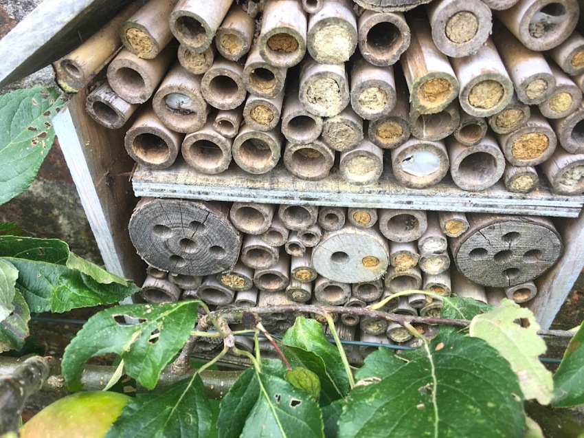 Bee House & denizens, Dorset