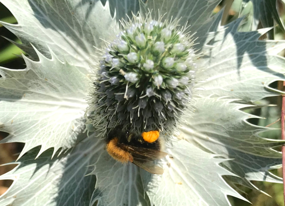 Bombus Hypnorum - The Tree of Garden Bee (Keith Salvesen)